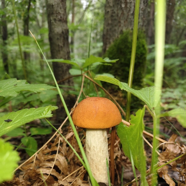 Источник: «Грибы и грибники Екатеринбурга и Свердловской области» / Vk.com