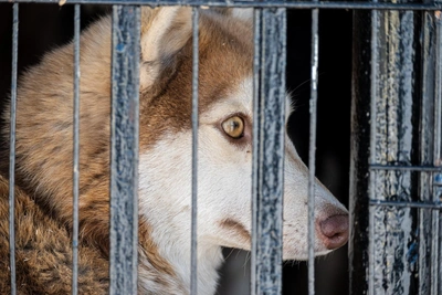 Feed and Rehome: Vladivostok Seeks Aggressive Dog Keepers