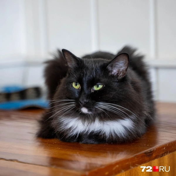 Источник: Илья Чикотин / 72.RU