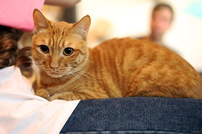 Samara seeks home for shy kitten returned twice