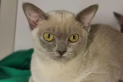 Лиловую бурманскую кошку продают в Новосибирске за 95 тыс.