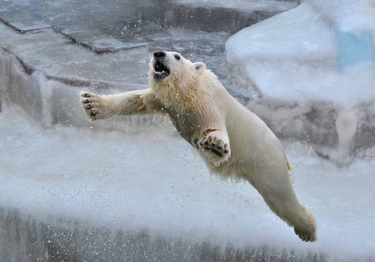 В Новосибирском зоопарке показали фотографии прыжков в воду белых медведей  - 31 марта 2024 - НГС.ру