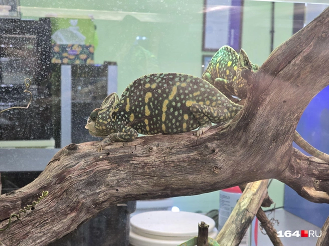 Ящерица | Источник: Семен Коротов-Майбах / 164.RU