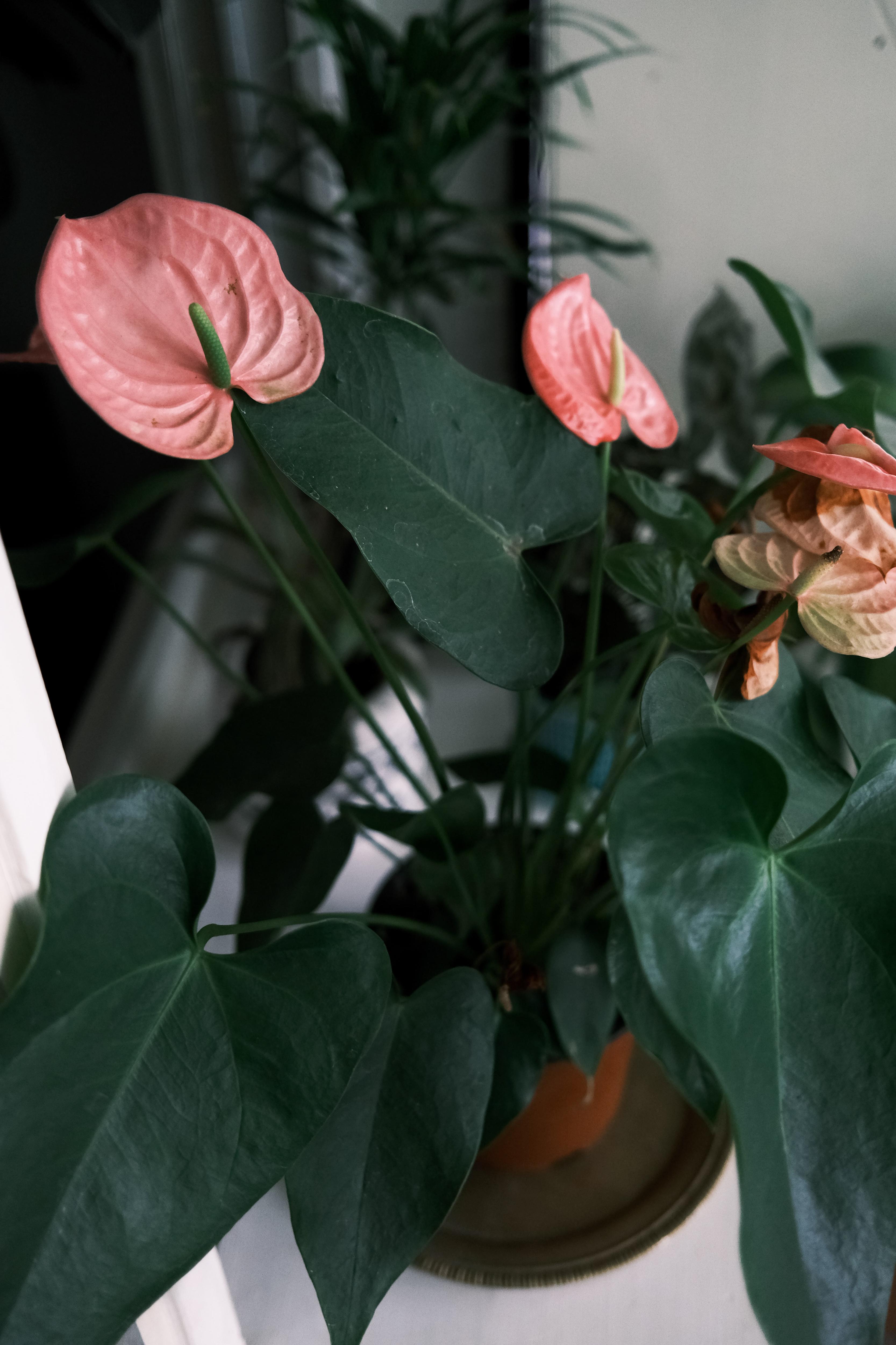 10 комнатных растений, которые принесут любовь и счастье в ваш дом
