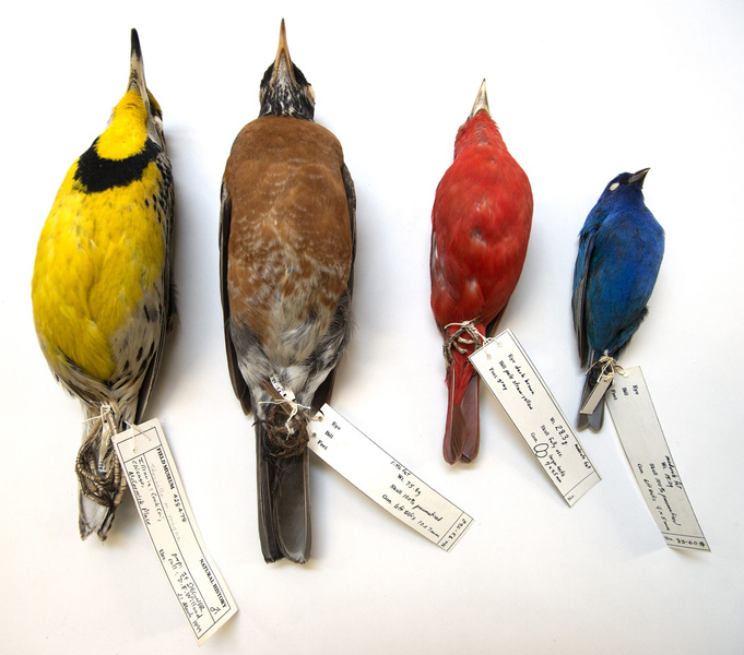 Ученые связали размер птиц с изменением климата