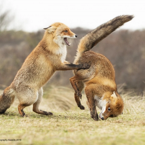 «Повернись ко мне передом к лесу задом!» | Источник: Alastair Marsh / Comedy Wildlife Photography Awards 2019