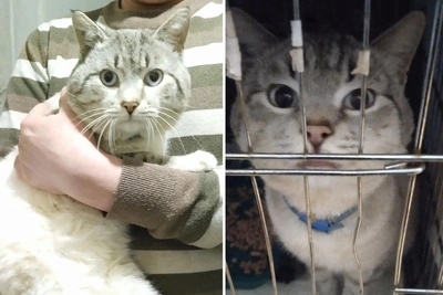 Голубоглазого кота Зимыча ищут хозяева в Новосибирске