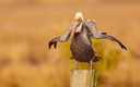 Сеанс продления жизни: посмейтесь всласть над работами финалистов конкурса Comedy Wildlife Photography Awards 2021