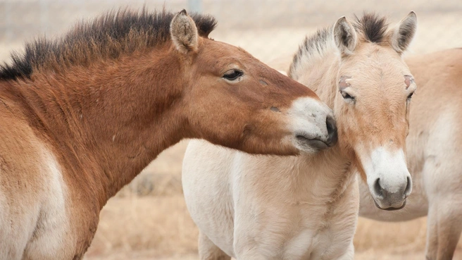 Лошадей Пржевальского перевезут из Оренбуржья в Хакасию | Источник: orenzap.ru