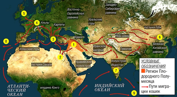 Экспансия безжалостного убийцы: как кошки захватили мир