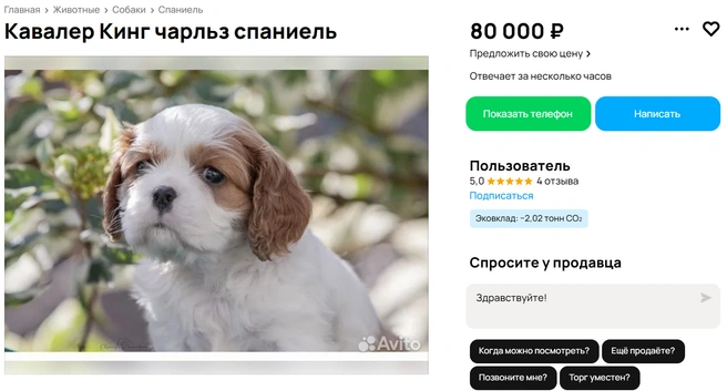 Щенки королевской породы даже выглядят соответствующее! | Источник: Avito.ru
