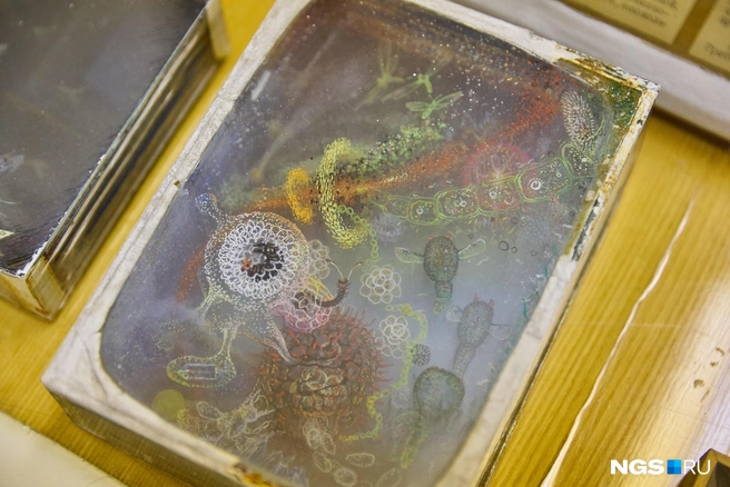 3D-изображение морского мира впечатляет  | Источник: Александр Ощепков / NGS.RU