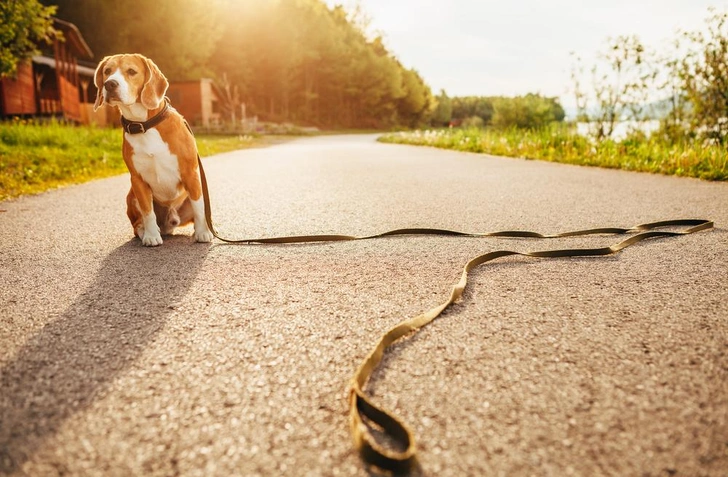 Источник: Shutterstock/Fotodom.ru
