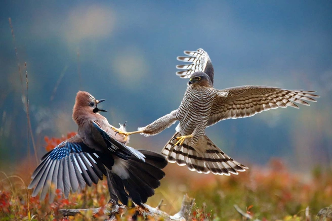 Источник: Pål Hermansen / European Wildlife Photographer of the Year