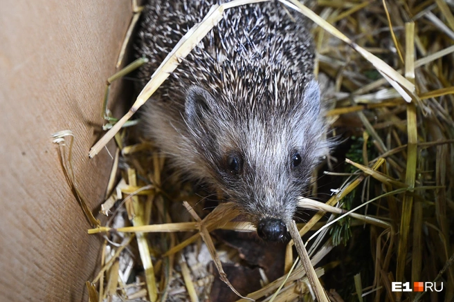 Опасный зверь | Источник: Артём Устюжанин / E1.RU