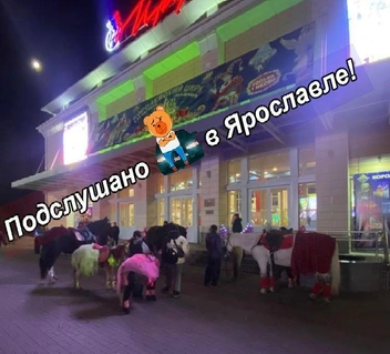 У цирка выставили лошадей и пони | Источник: ПОДСЛУШАНО в ЯРОСЛАВЛЕ / Vk.ru