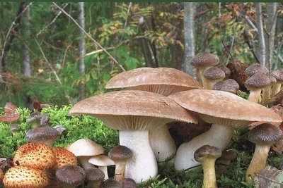 В Петербурге представят справочник по весенним грибам