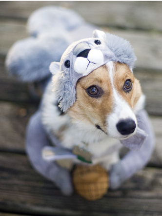 Утеплились: 25 собак в смешных костюмах