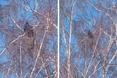 Павлин удивил жителей Башкирии, сидя на дереве