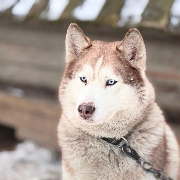 Источник: Фото предоставлено вотчиной карельского Деда Мороза&nbsp;— Талвиукко