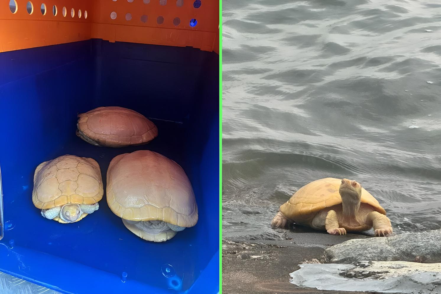 Живые игрушки по 130 рублей: в Сингапуре выбросили в море пять редчайших пресноводных черепах