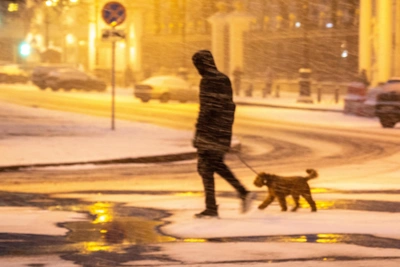 Депутат призвал защитить питомцев от вредных реагентов