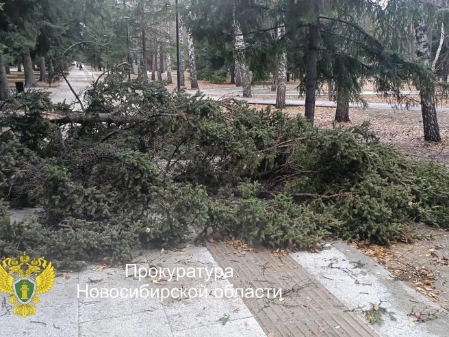 Пострадавшую женщину доставили в медицинское учреждение | Источник: Прокуратура Новосибирской области / Телеграм