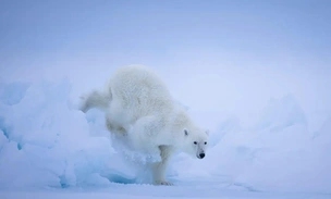 Мишка на севере и тигры на юге: полюбуйтесь на 12 лучших фото финалистов конкурса BPA 2025 в номинации «Дикие животные»