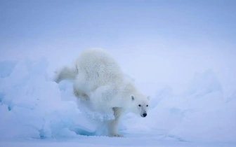 Мишка на севере и тигры на юге: полюбуйтесь на 12 лучших фото финалистов конкурса BPA 2025 в номинации «Дикие животные»
