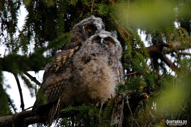 Источник: Валентин Егоршин / FONTANKA.RU