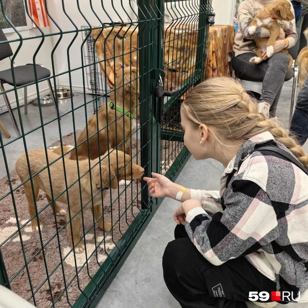 Под присмотром хозяев можно и познакомиться | Источник: Василина Любимова / 59.RU