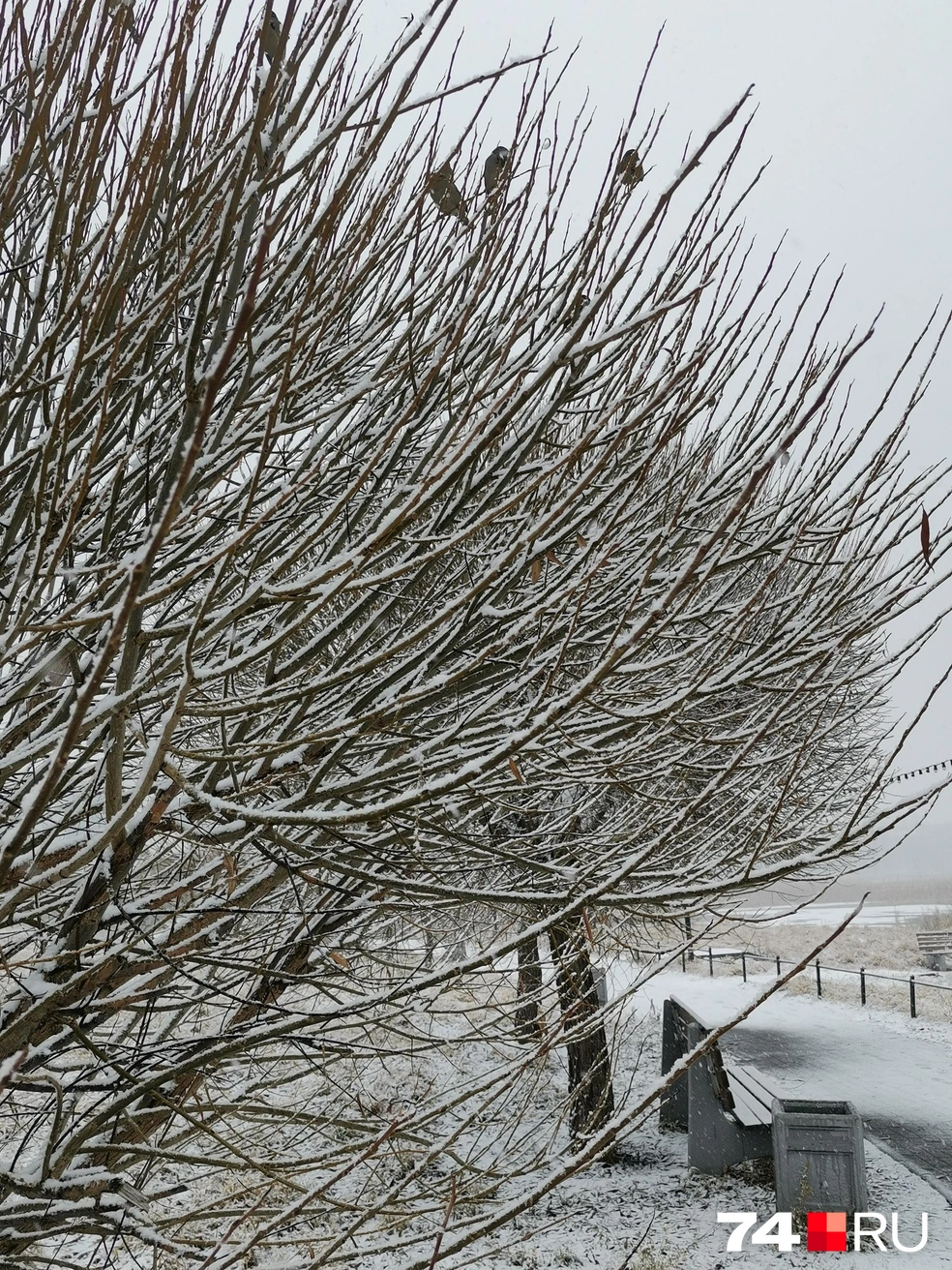 Интересно, а синички рады? | Источник: читатель 74.RU