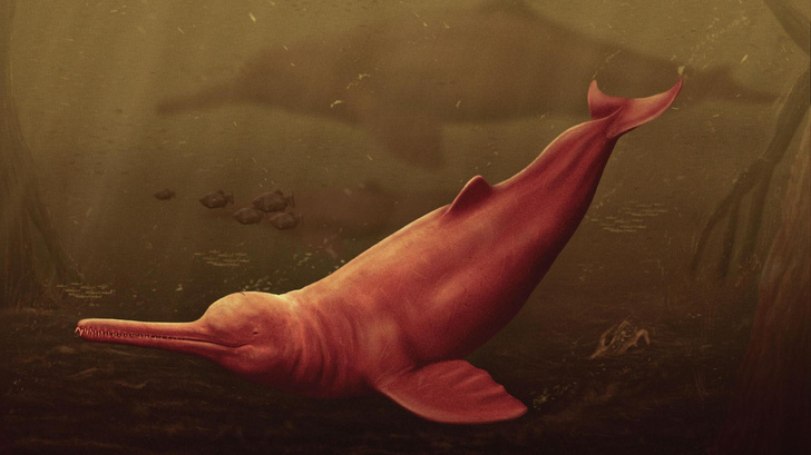 Новости палеонтологии: ученые описали гигантского пресноводного дельфина, обитавшего в Амазонии 16 млн лет назад