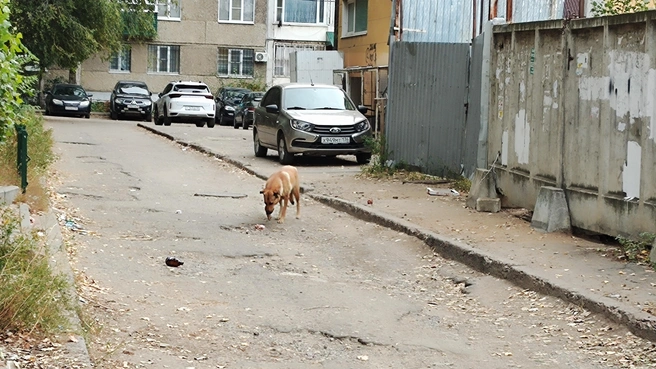 Это Северный район, Лизюкова. Порой кажется, что Воронеж — город для бродячих собак, а не людей | Источник: читатель Voronezh1.ru