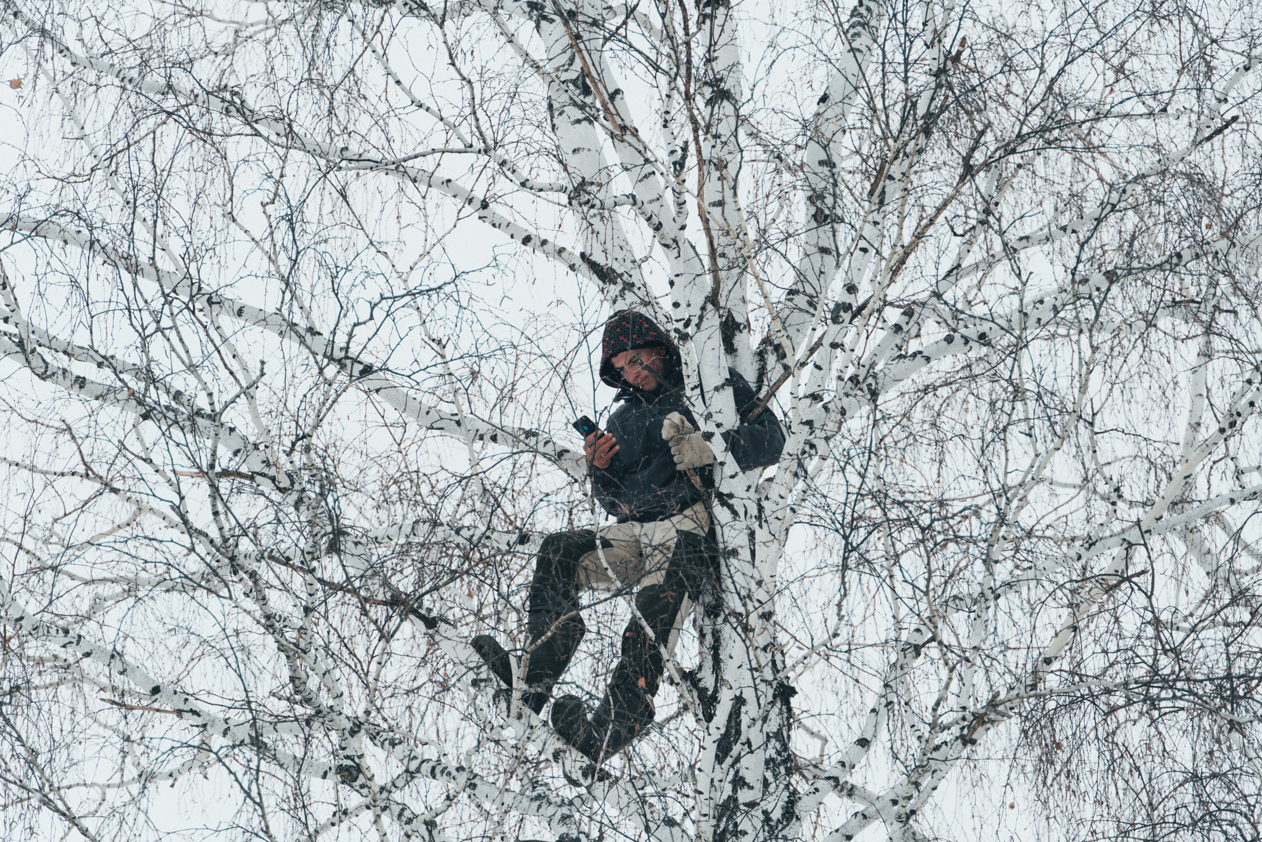 Ловлю неспешащих бомбил. Ловит интернет на дереве. Береза и человек. Дерево и человек зимой. Студент на Березе.