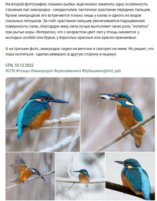 Источник: Птицы СПб и России