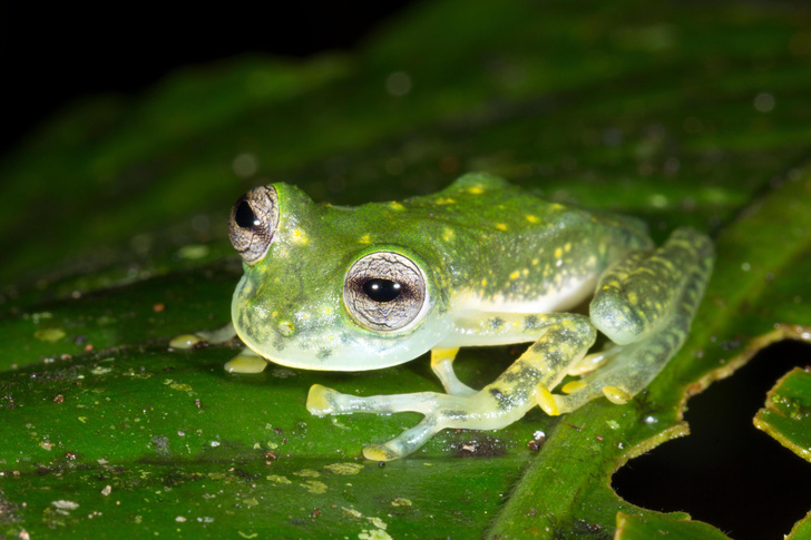 У ручья раздавалось загадочное тиканье: в горах Колумбии открыли новый вид прозрачных лягушек