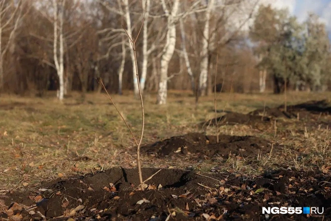Эти саженцы появились совсем недавно | Источник: Евгений Софийчук / NGS55.RU