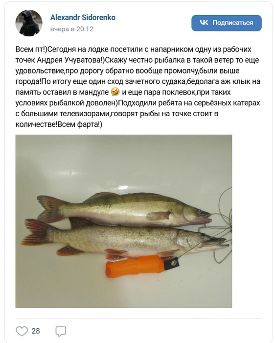 Рыбак похвастался пойманными щукой и судаком | Источник: «Алтайское рыболовное сообщество»