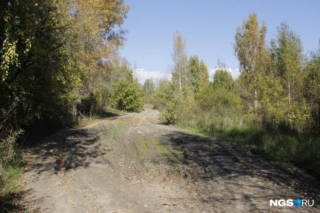Дорога в лесу примерно в том месте, где запланировано строительство станции Космическая  | Источник: Стас Соколов/NGS.RU