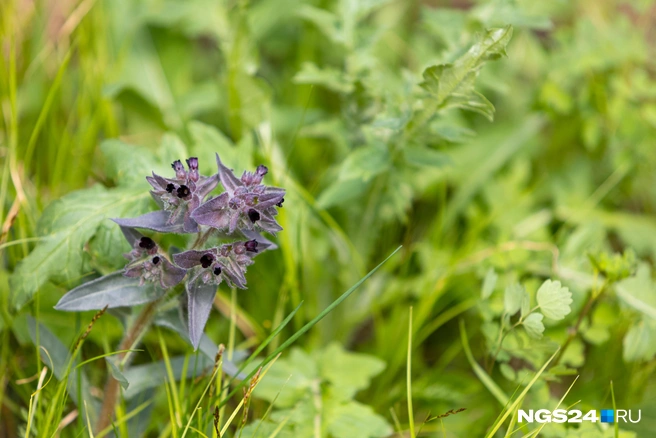Нонея, родня медуницы | Источник: Мария Ленц / NGS24.RU