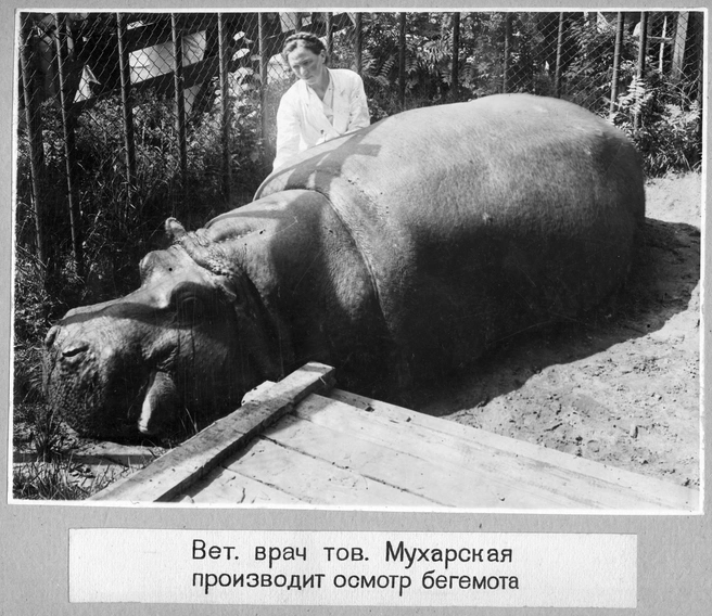 Источник: Архив Ленинградского зоопарка