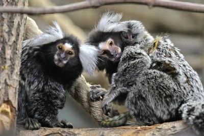 New Family Mortgage Rules from February 1, 2026