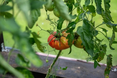 Алтайский агроном о посадке томатов на рассаду