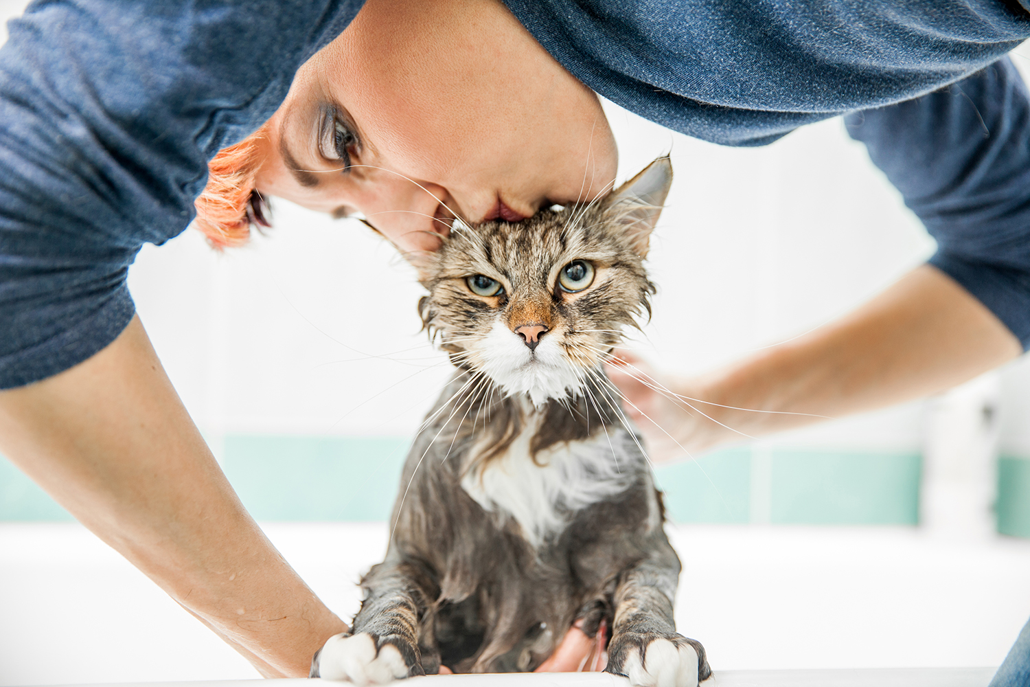 Можно мыть кошек мылом. Мытье кошки. Кошку моют. Помытый кот. Кошка моется.