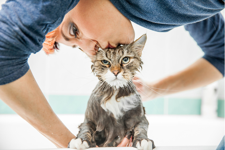 Фото №1 - Почему коты мурчат, а собаки — воют? «Яндекс» опубликовал самые популярные запросы о животных