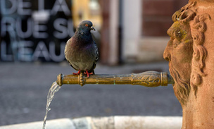 Жители немецкого города решили покончить с голубями раз и навсегда: что не так с их жестоким планом?