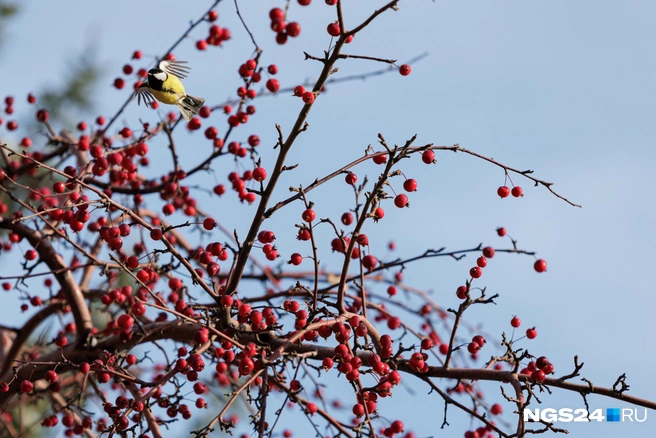 Крупномеры-крупномеры, а я маленький такой. | Источник: Мария Ленц / NGS24.RU
