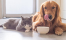 Что будет, если собака съест кошачий корм, а кошка — собачий