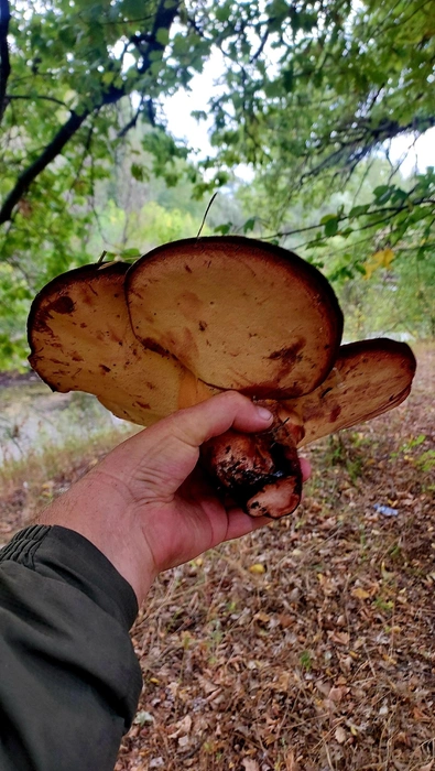 А вы давно ходили за грибами? | Источник: Вадим Чугунов
